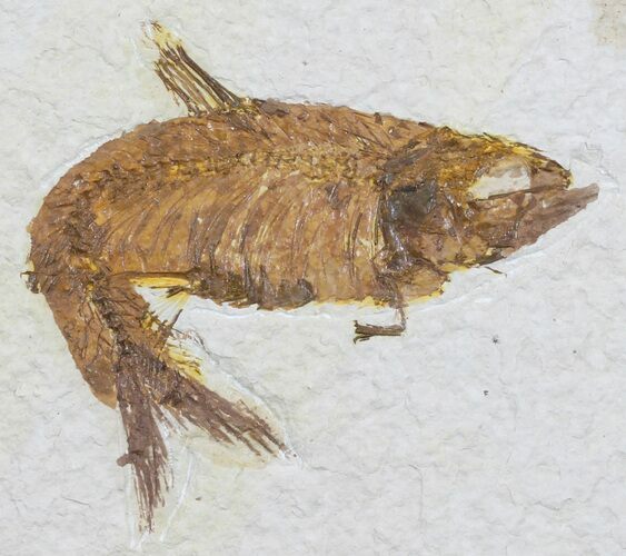 Knightia Fossil Fish - Wyoming #60467